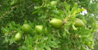 Fruto del árbol de argán en fase madurativa