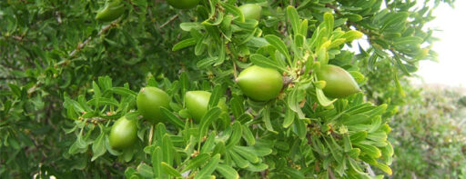 Fruto del árbol de argán en fase madurativa
