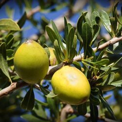 Obtención del aceite de argán desde el fruto verde del árbol argania spinosa