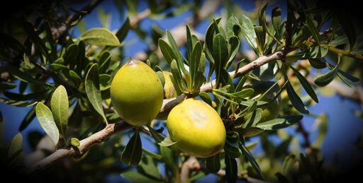 Obtención del aceite de argán desde el fruto verde del árbol argania spinosa