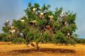 Árbol de Argán con las cabras autóctonas comiendo sus frutos