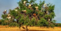 Árbol de Argán con las cabras autóctonas comiendo sus frutos