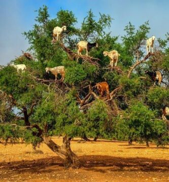 Árbol de Argán con las cabras autóctonas comiendo sus frutos