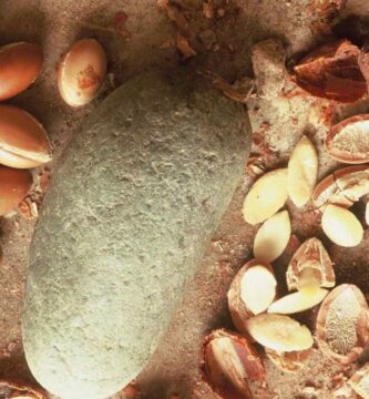 La economía de Argán